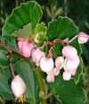 Pink  Perennial Begonia