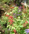 Salvia Garden